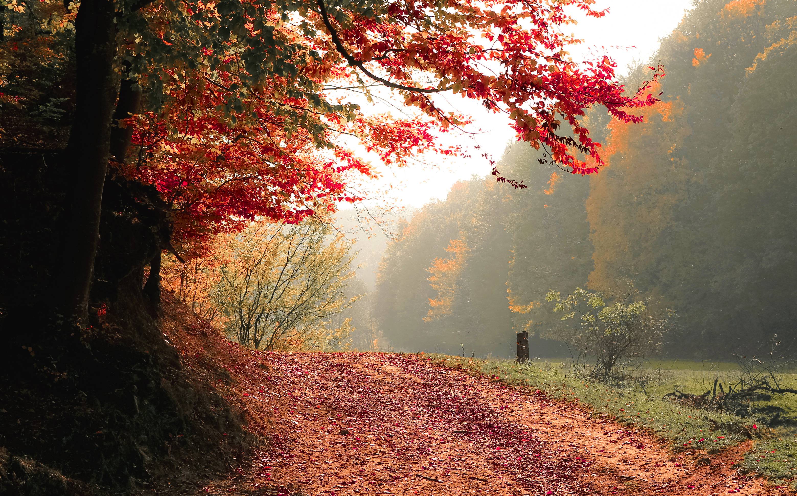 Sunlit Autumn Forest Path Wallpaper – free HD wallpaper