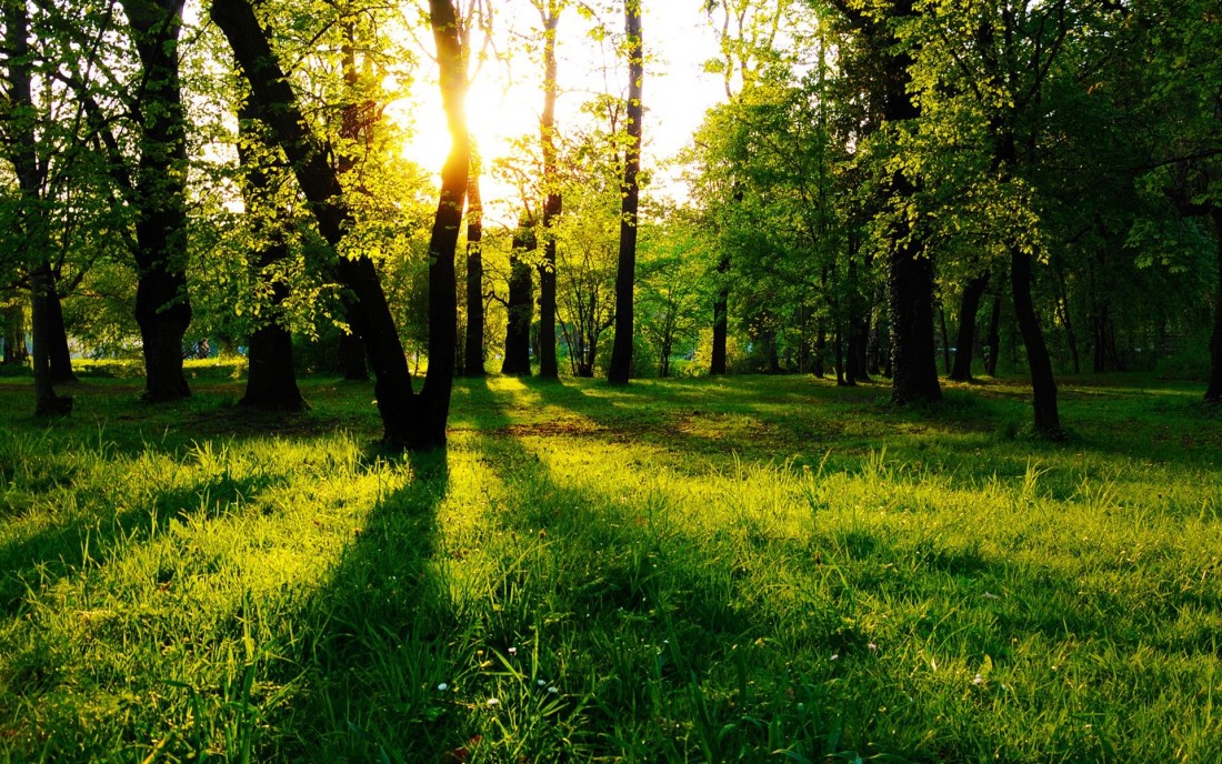 sunlit-green-forest-meadow-wallpaper-1920×1200