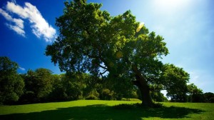 sunlit-oak-tree-wallpaper-1920×1080
