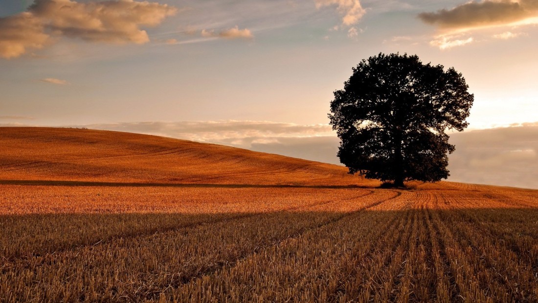 sunset-tree-field-wallpaper-1920×1080