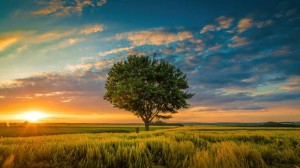 sunset-tree-field-wallpaper-3840×2160
