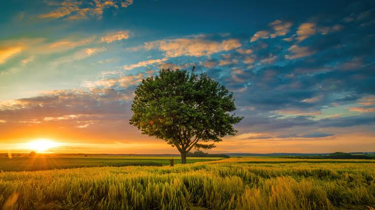 sunset-tree-field-wallpaper-3840×2160