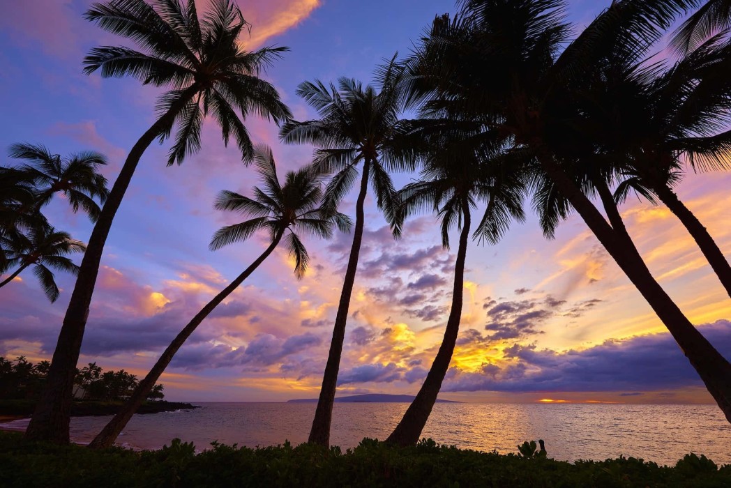 tropical-palm-sunset-ocean-wallpaper-1920×1282