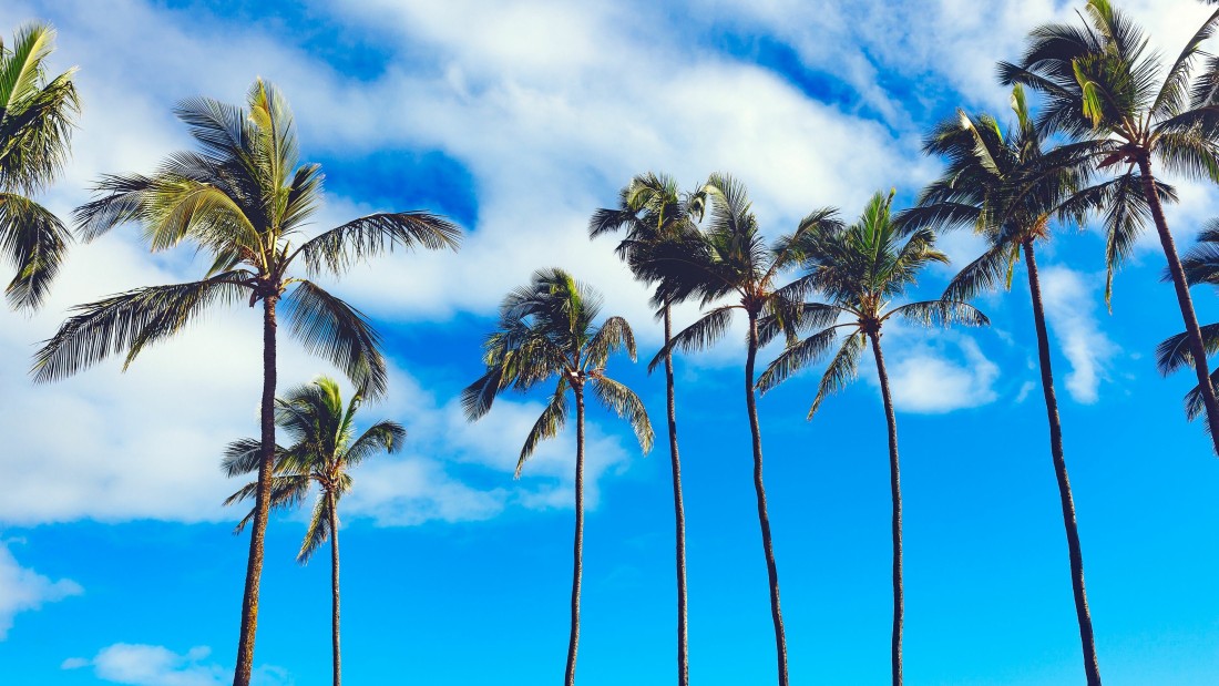 tropical-palm-trees-sky-wallpaper-3840×2160