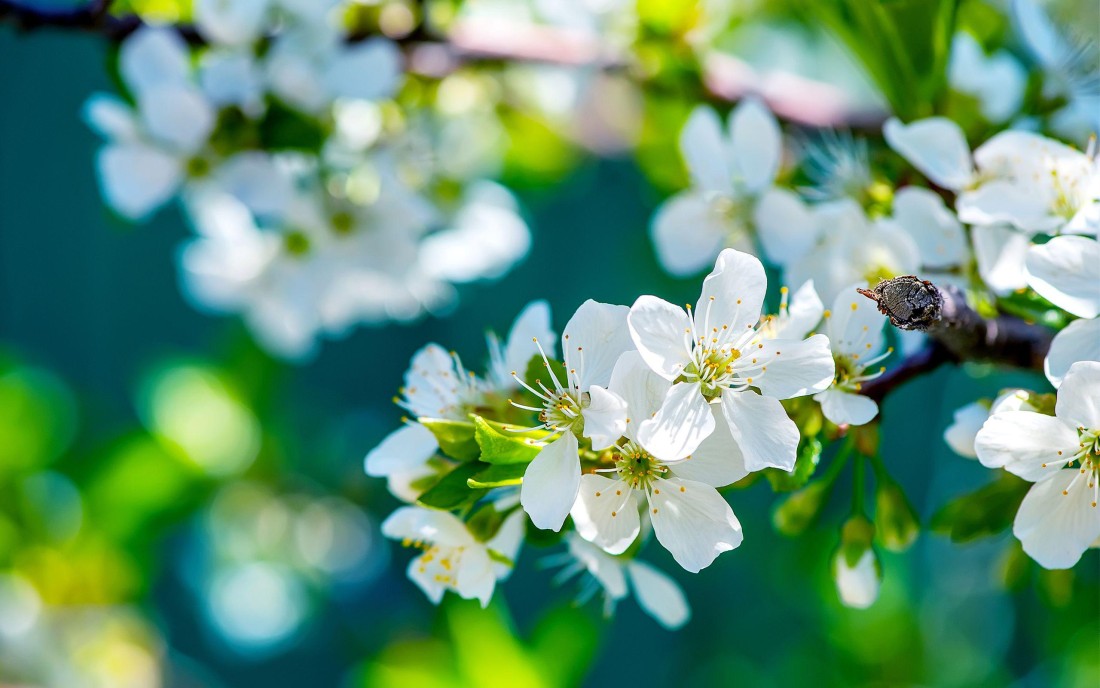 white-blossom-spring-macro-wallpaper-2560×1600