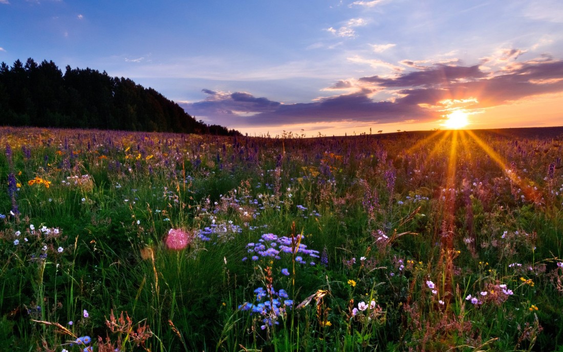 wildflower-meadow-sunset-wallpaper-1920×1200