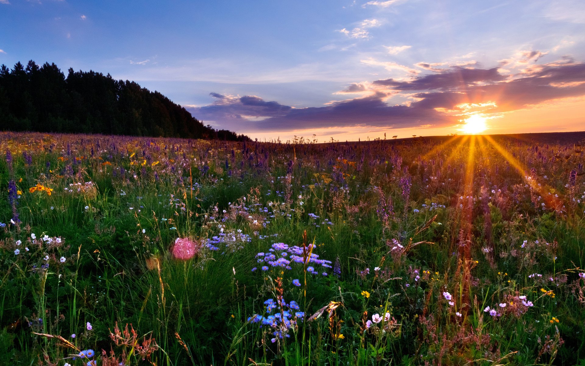Wildflower Meadow Sunset Wallpaper