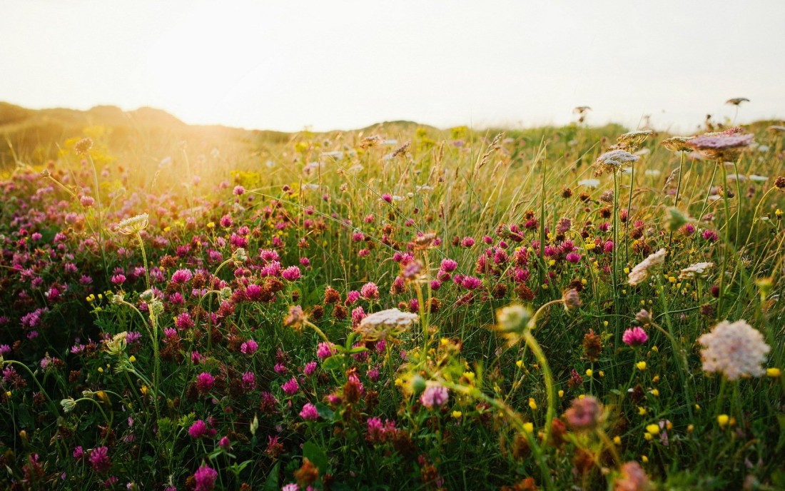 wildflower-meadow-wallpaper-1680×1050