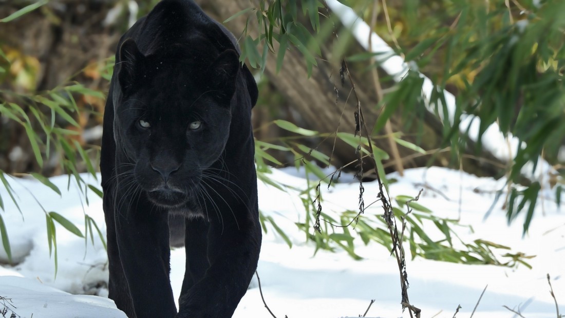 black-panther-in-snow-4k-wallpaper-3840×2160