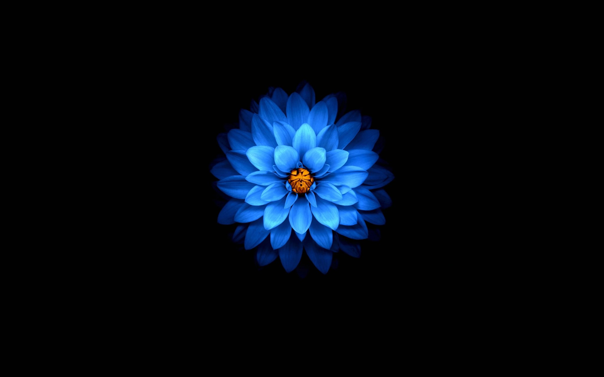 Blue AMOLED Flower Wallpaper