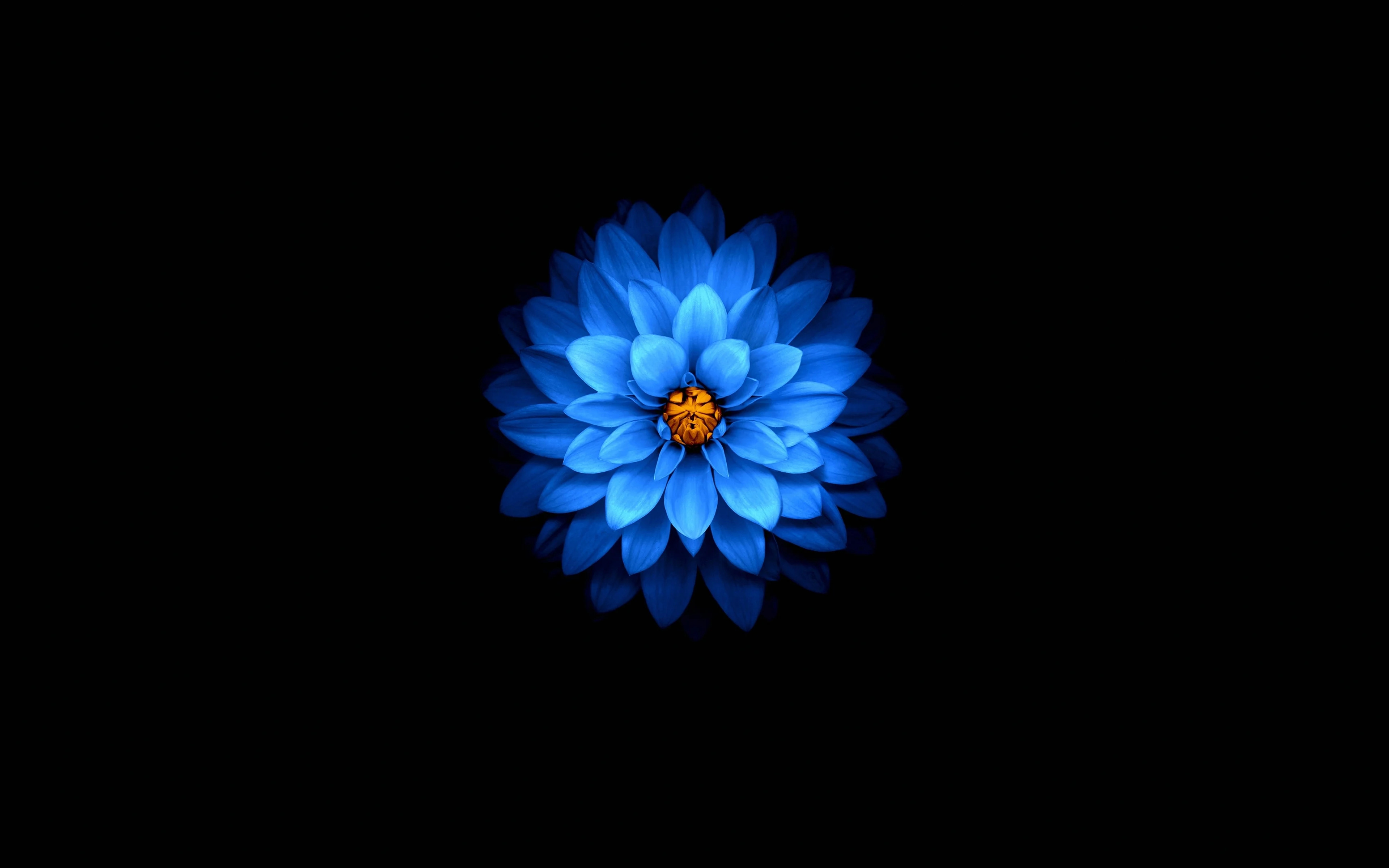 Blue AMOLED Flower Wallpaper – free HD wallpaper
