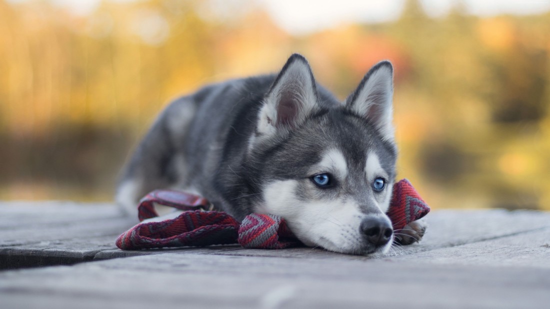 blue-eyed-husky-puppy-wallpaper-3840×2160