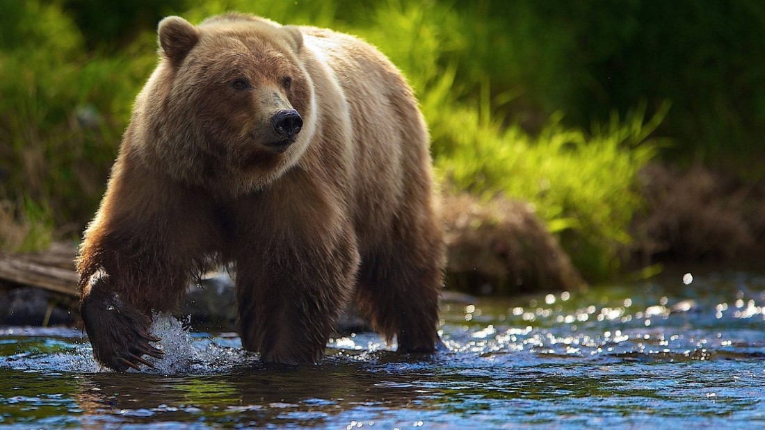brown-bear-river-wildlife-wallpaper-1920×1080