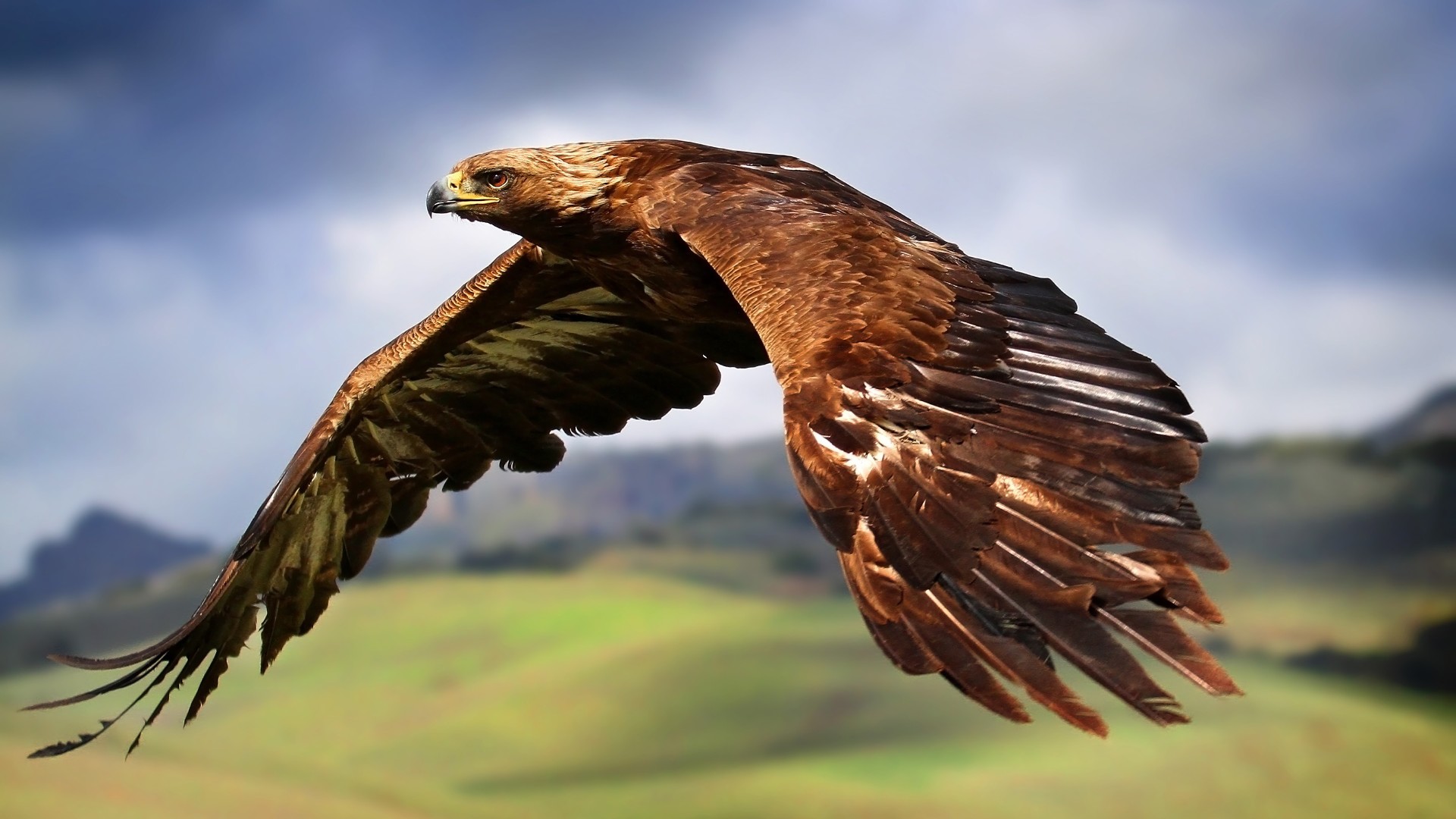 Brown Hawk in Flight Wallpaper – free HD wallpaper