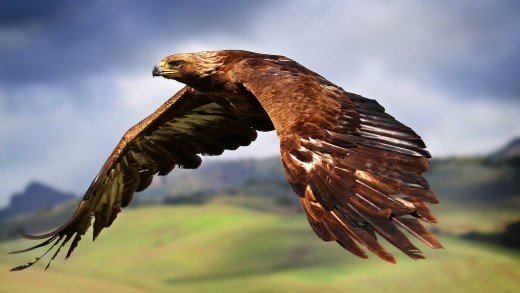 Brown Hawk in Flight Wallpaper