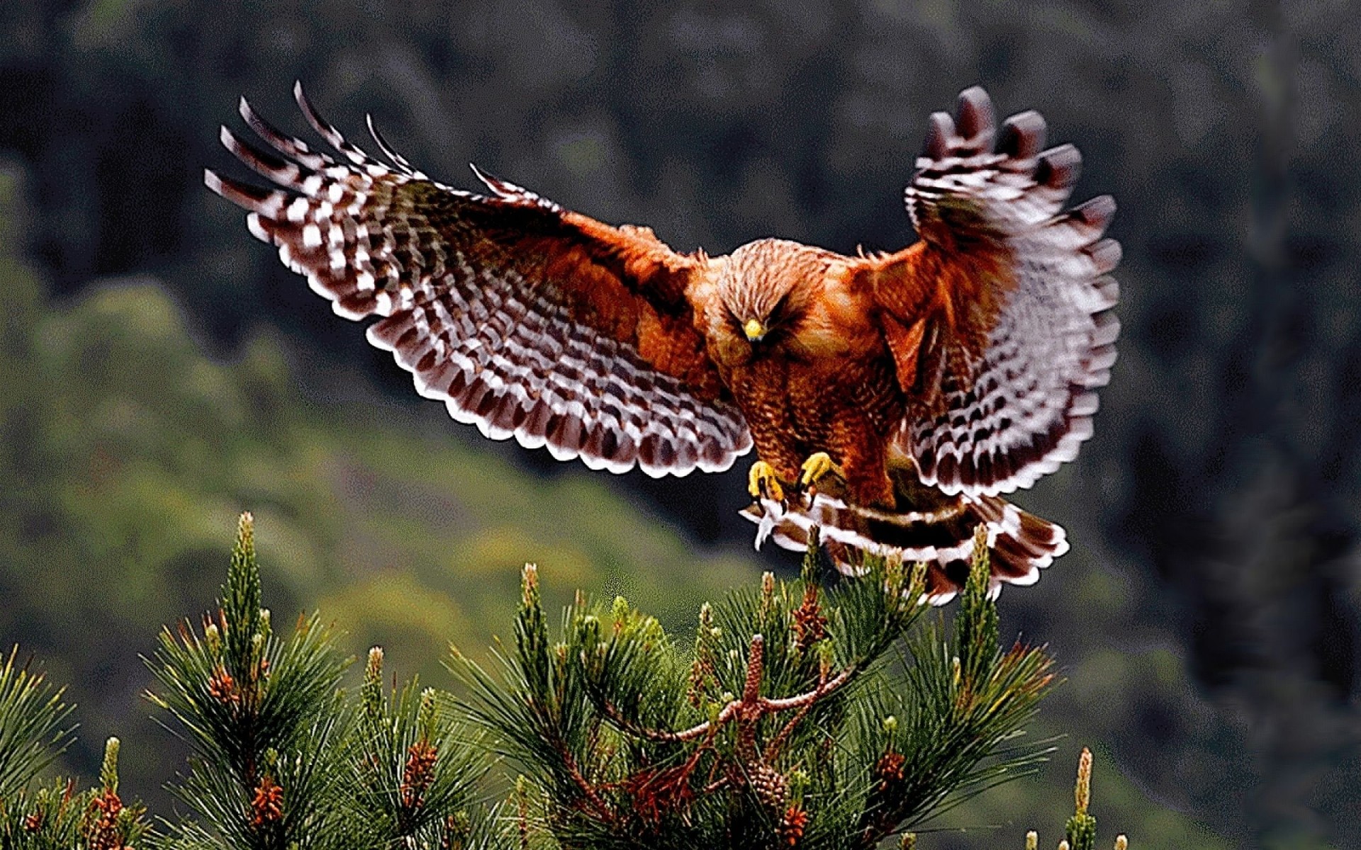 Brown Hawk Landing Wallpaper – free HD wallpaper