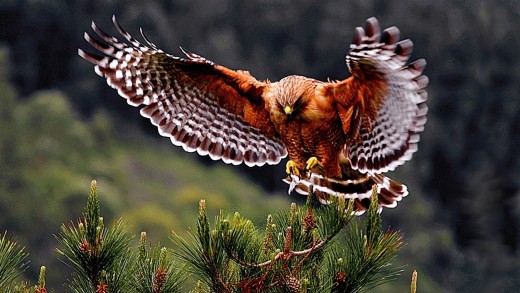 Brown Hawk Landing Wallpaper