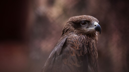 Brown Hawk Portrait Wallpaper
