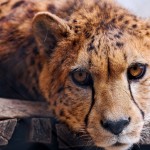 Animals collection preview