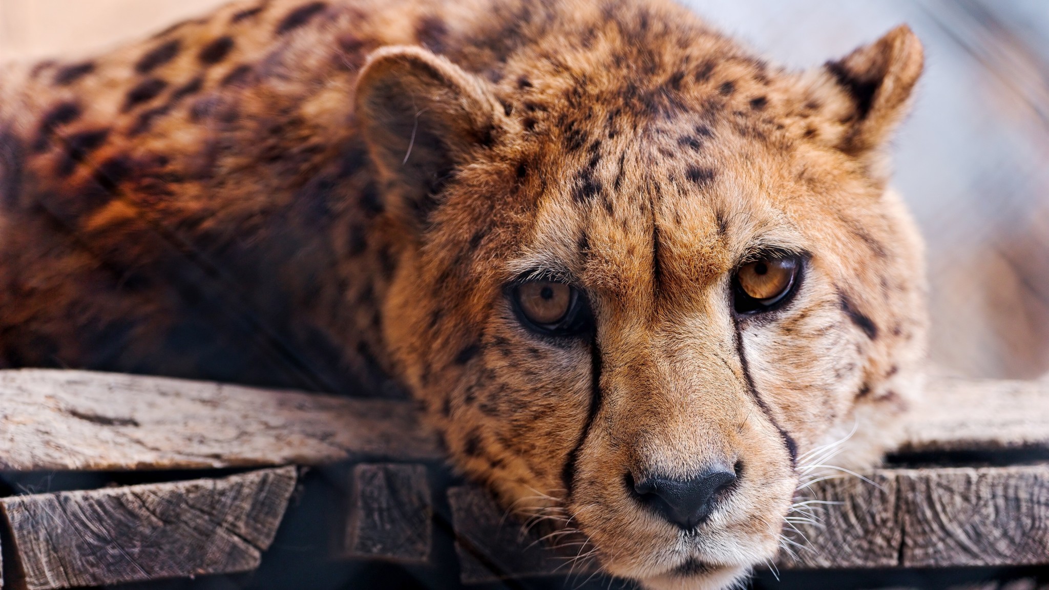 Cheetah Face Wildlife 4K Wallpaper