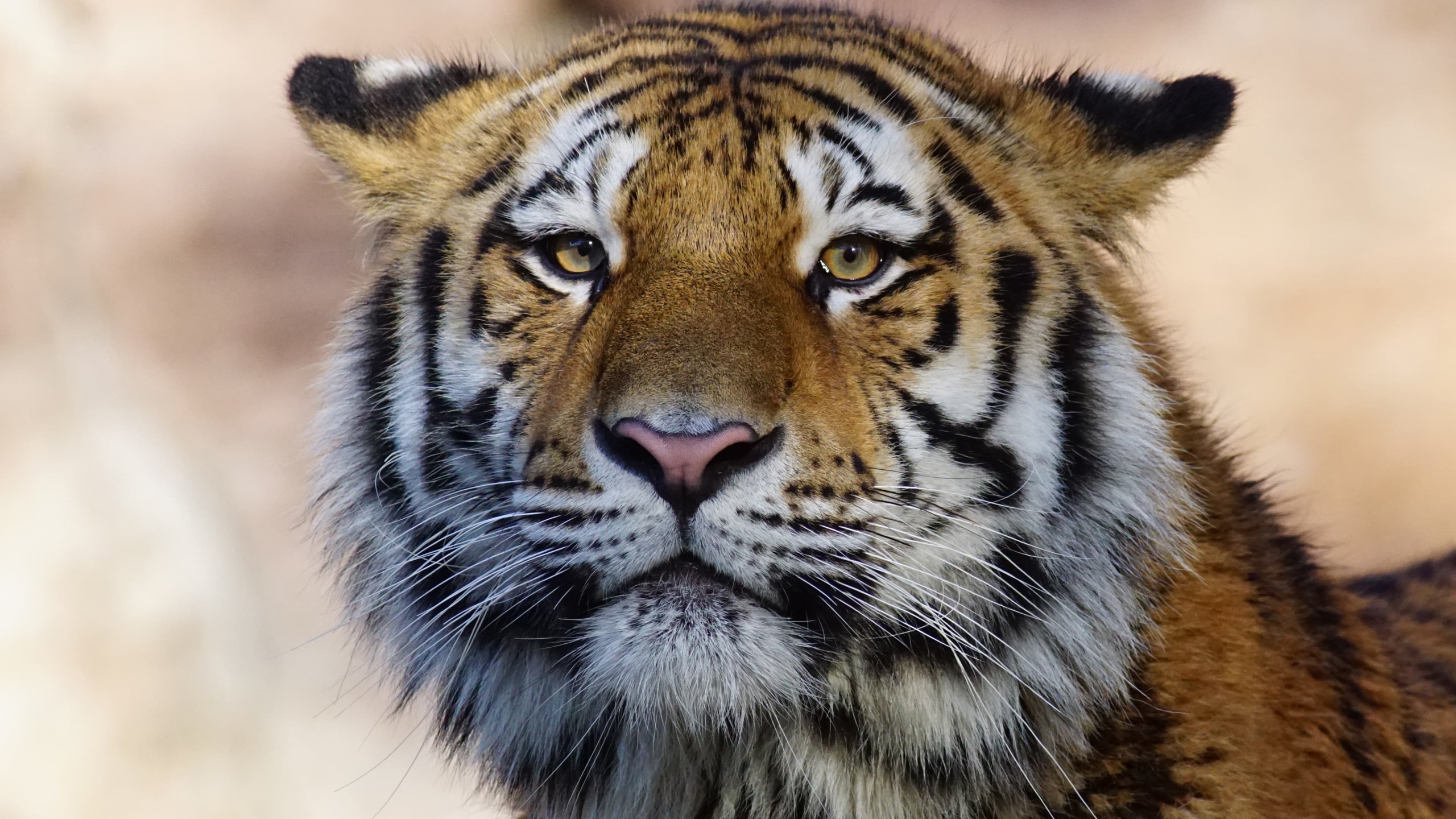 Close-Up Tiger Face 4K Wallpaper – free HD wallpaper