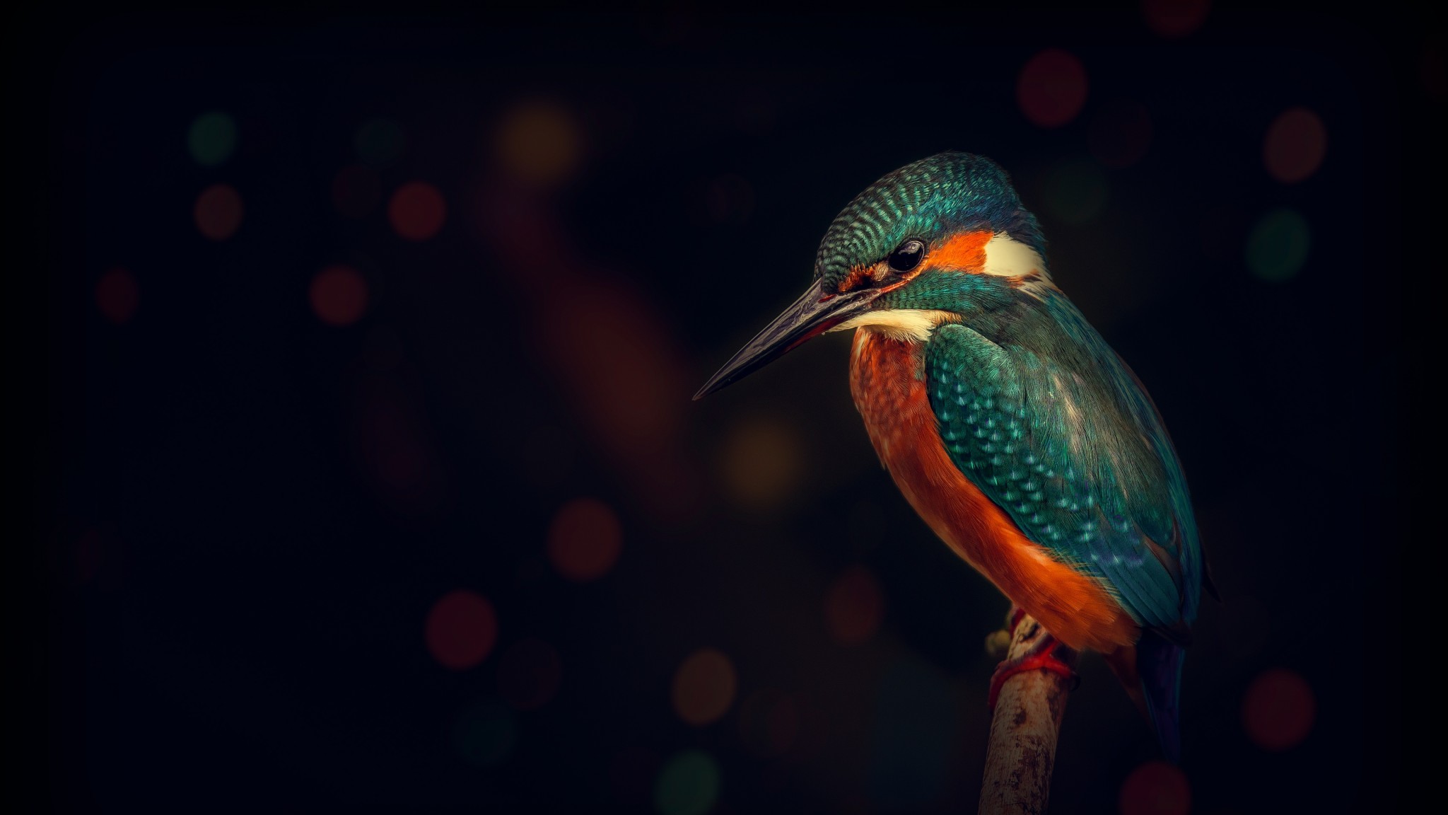 Colorful Kingfisher Bird 4K Wallpaper