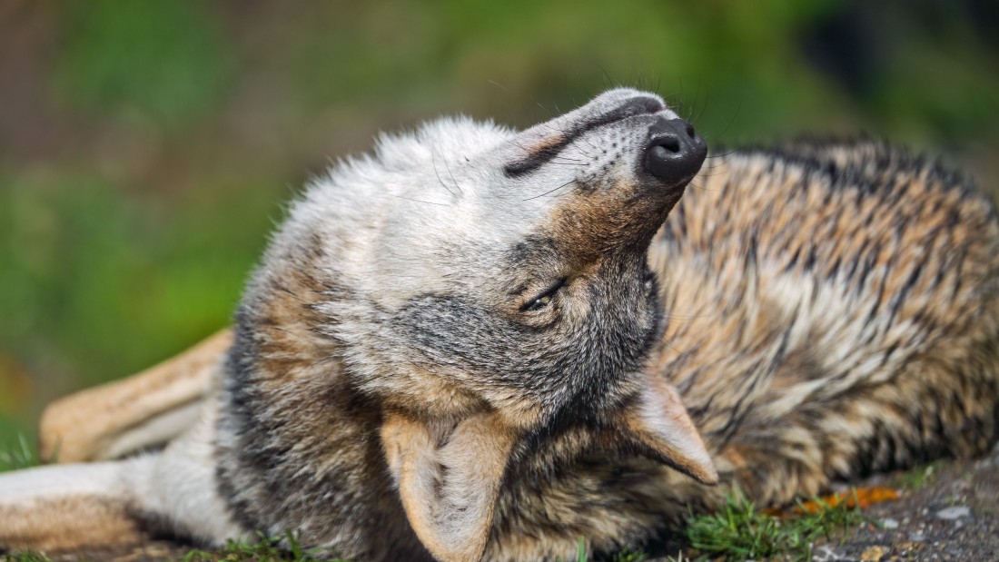 coyote-scratching-wildlife-4k-wallpaper-3840×2160