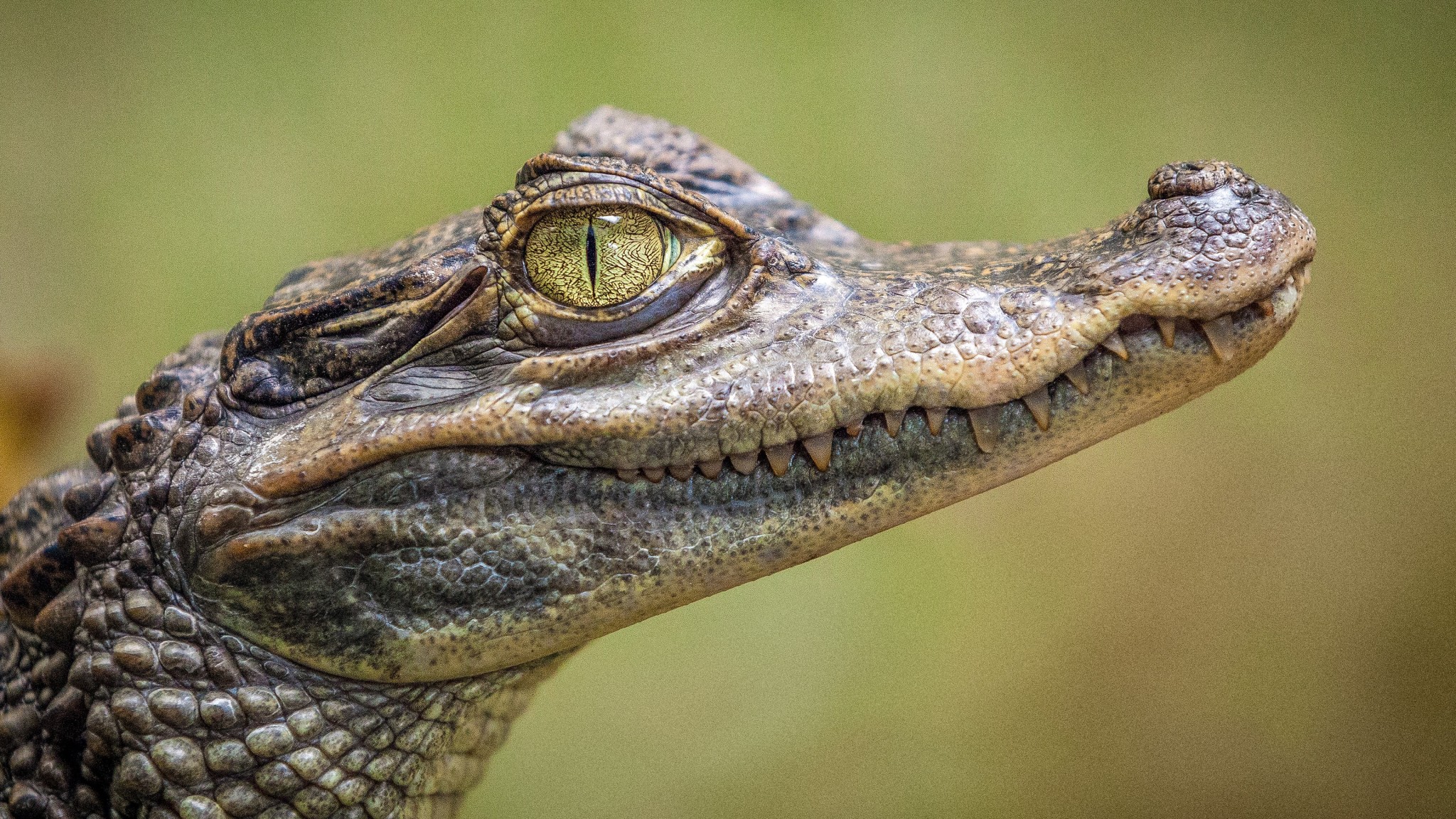 Crocodile Eye Close-Up 4K Wallpaper