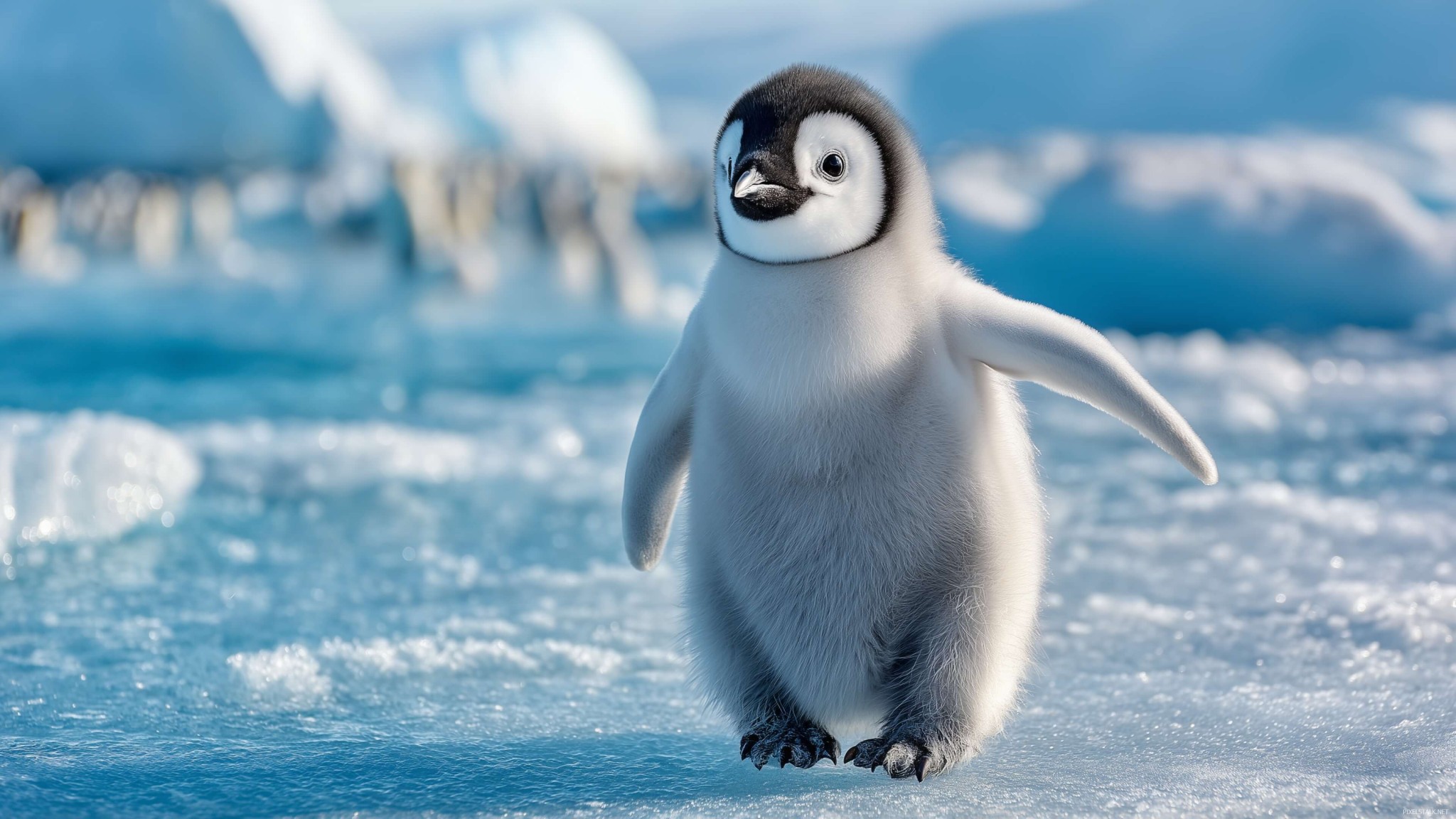Cute Baby Penguin on Ice 4K Wallpaper