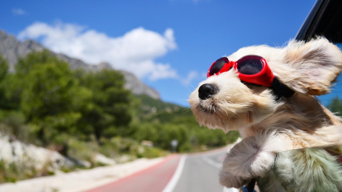 cute-dog-road-trip-4k-wallpaper-3840×2160