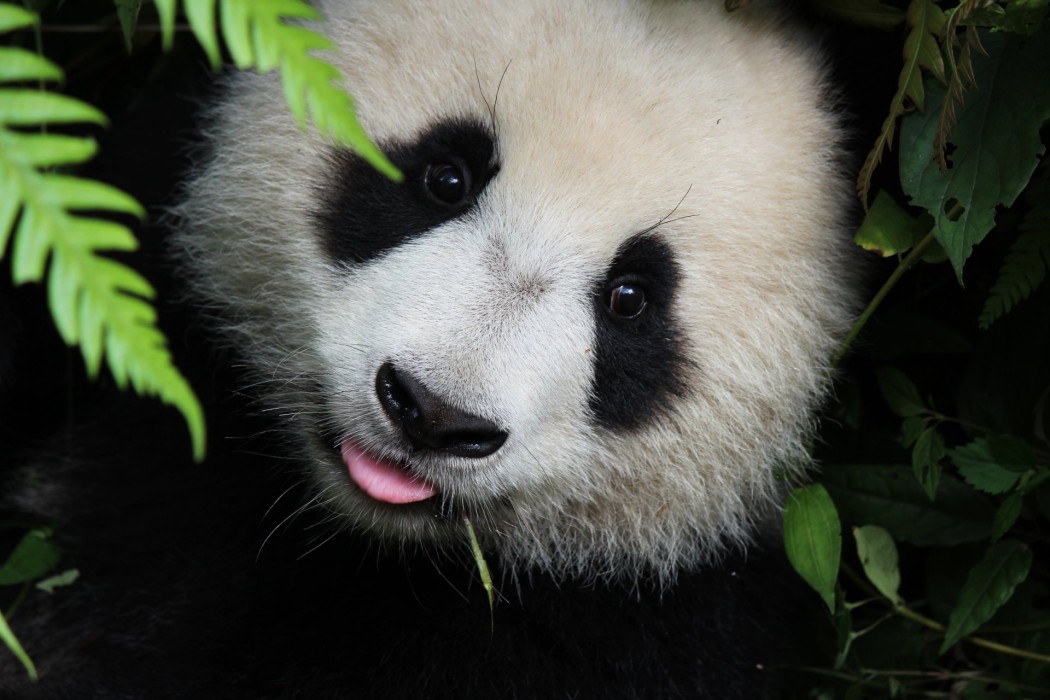 cute-giant-panda-close-up-wallpaper-1920×1280