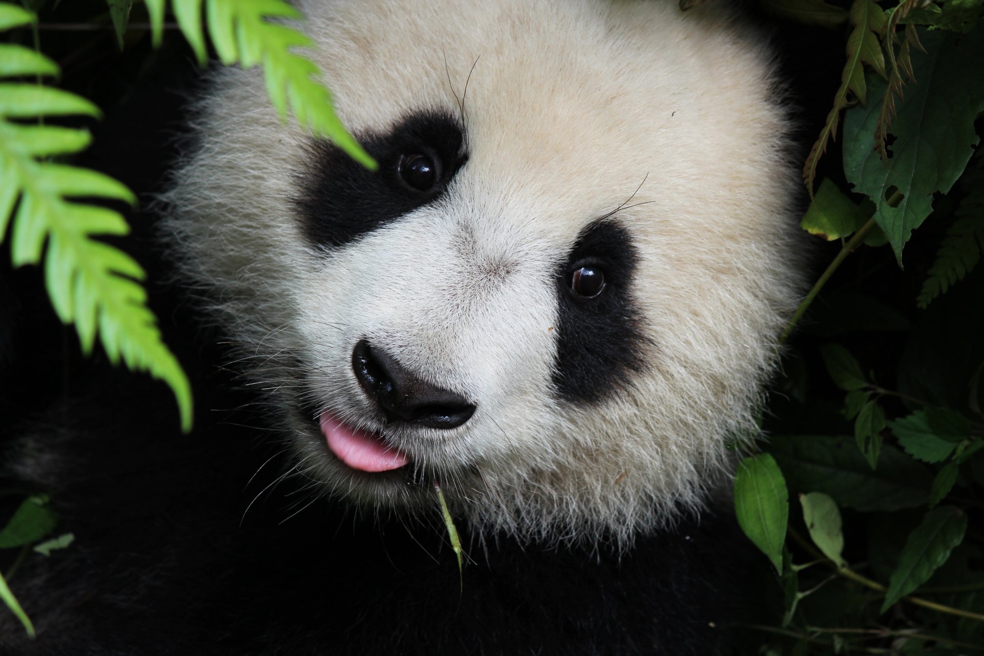 Cute Giant Panda Close-Up Wallpaper