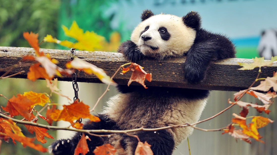 cute-panda-4k-wallpaper-autumn-leaves-3840×2160