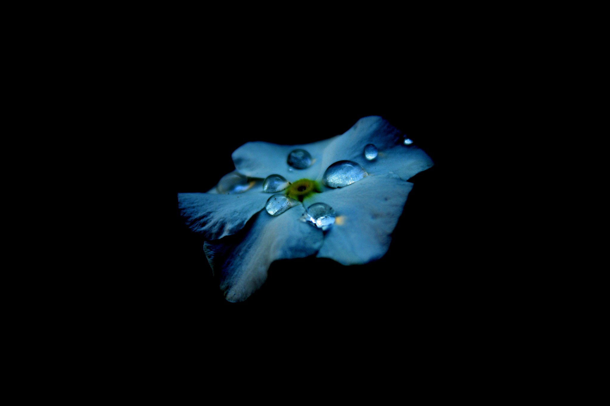 Dew Drop AMOLED Flower Wallpaper