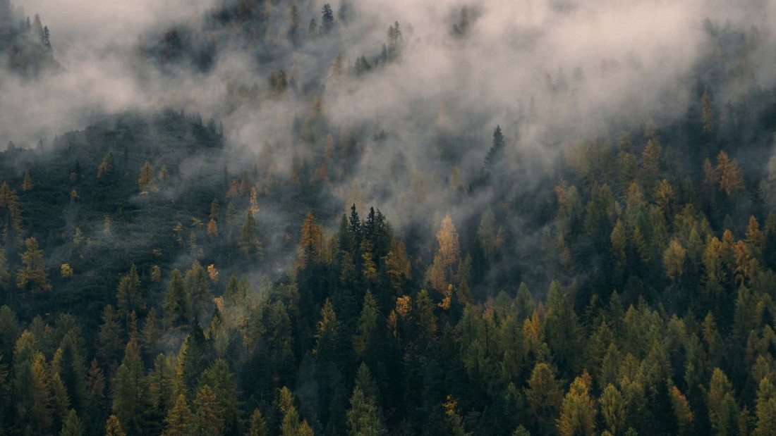 foggy-pine-forest-wallpaper-1920×1080