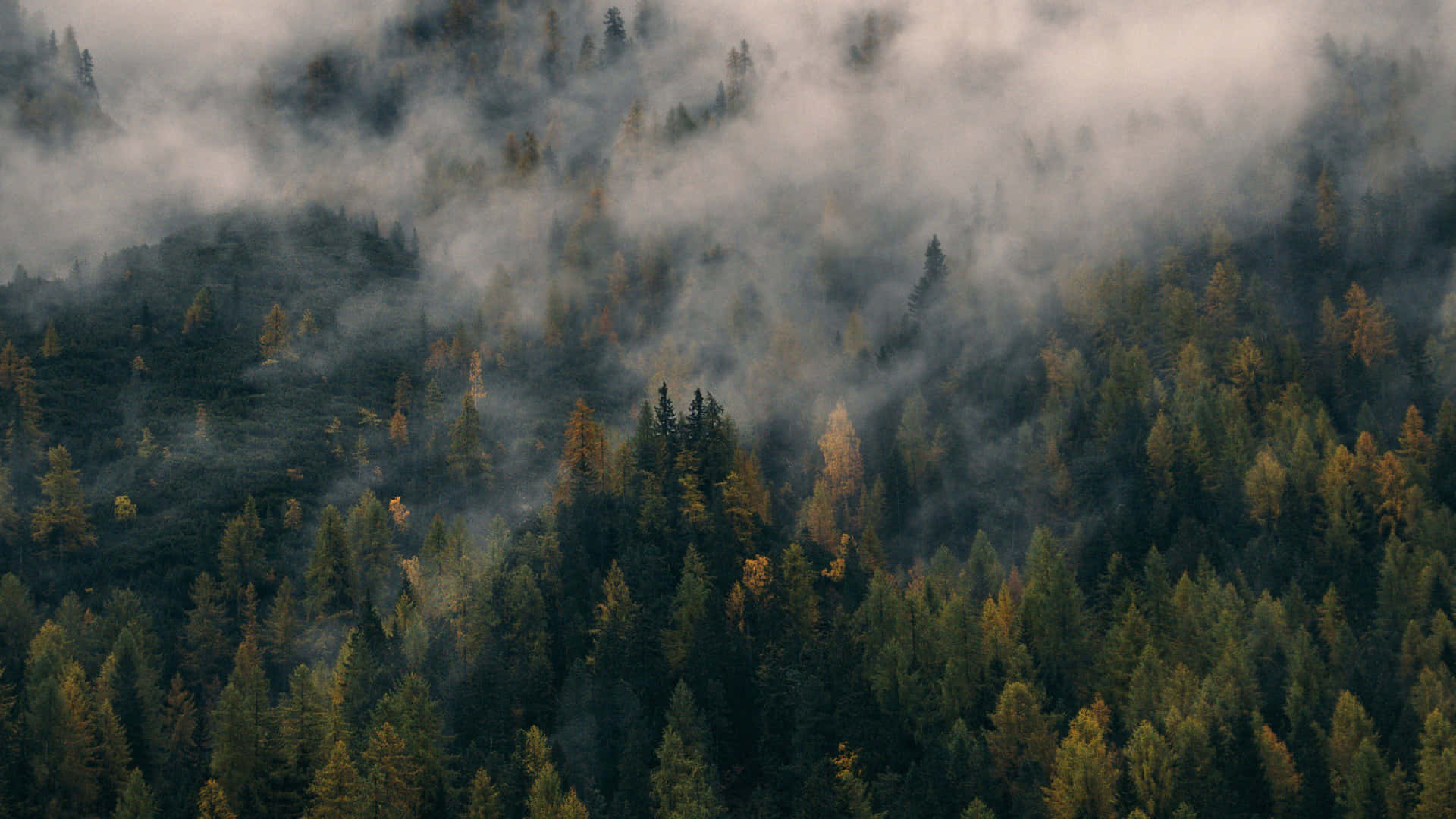 Foggy Pine Forest Wallpaper – free HD wallpaper