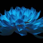 Nature collection preview