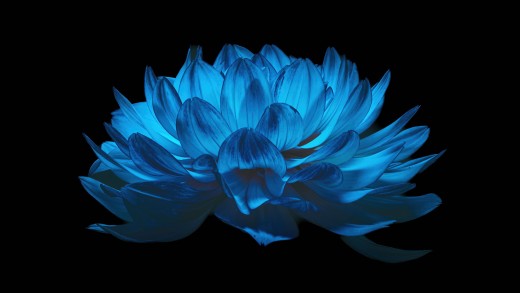 Glowing Blue Lotus 5K Wallpaper