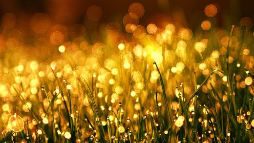 golden-bokeh-wallpaper-dew-grass-nature-5k-4567×2570
