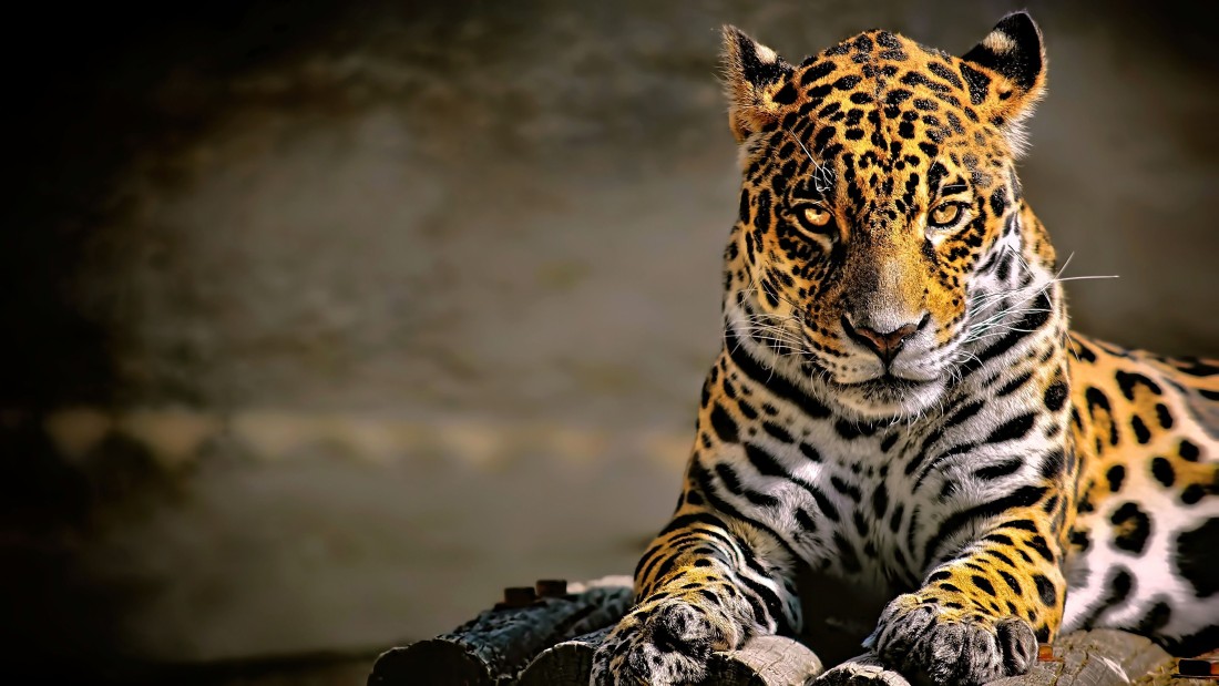 golden-jaguar-4k-wildlife-wallpaper-3840×2160