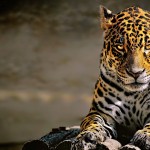 Animals collection preview