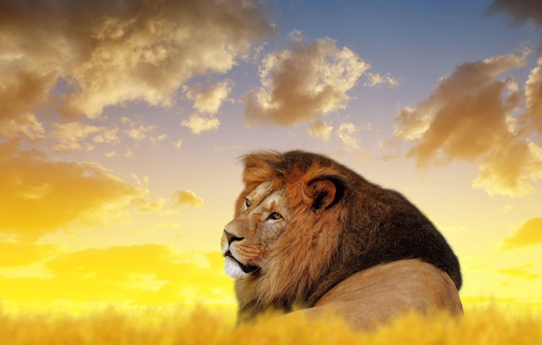 golden-lion-sunset-5k-wallpaper-4000×2551