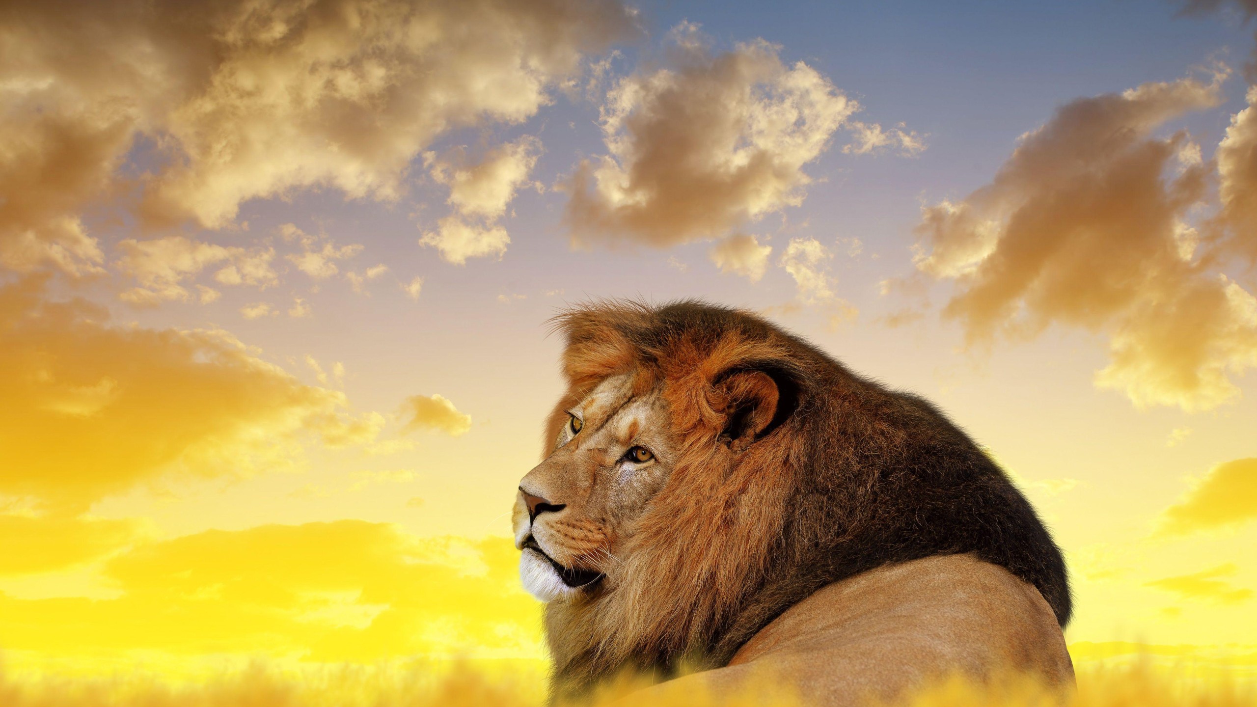 Golden Lion Sunset 5K Wallpaper – free HD wallpaper