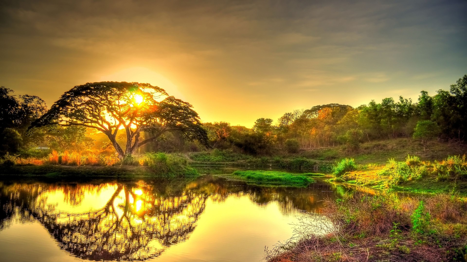 Golden Sunset Tree Reflection Wallpaper – free HD wallpaper