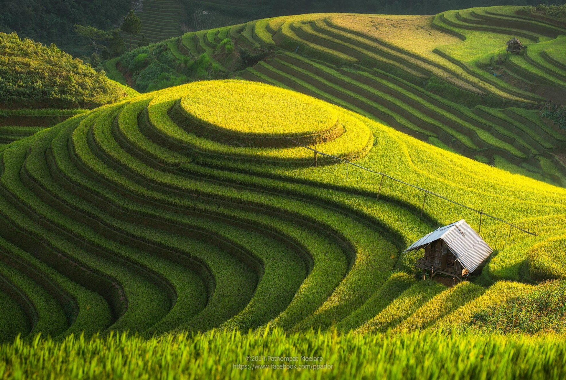 Green Rice Terrace Landscape Wallpaper – free HD wallpaper