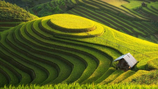 green-rice-terrace-wallpaper-golden-fields-1974×1325