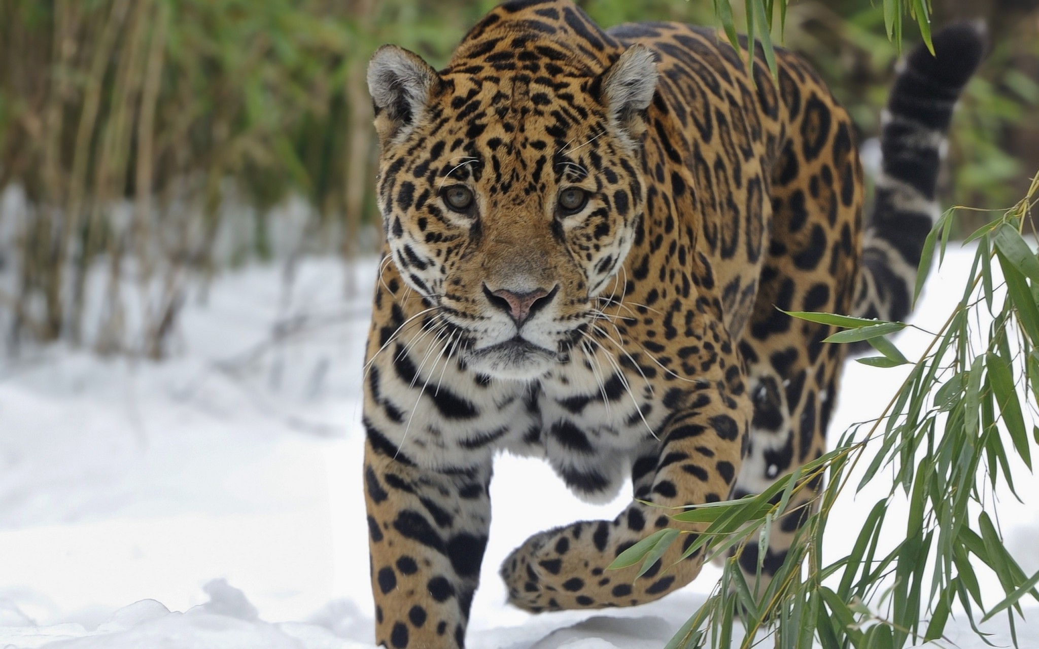 Jaguar Walking Through Snow Wildlife Wallpaper