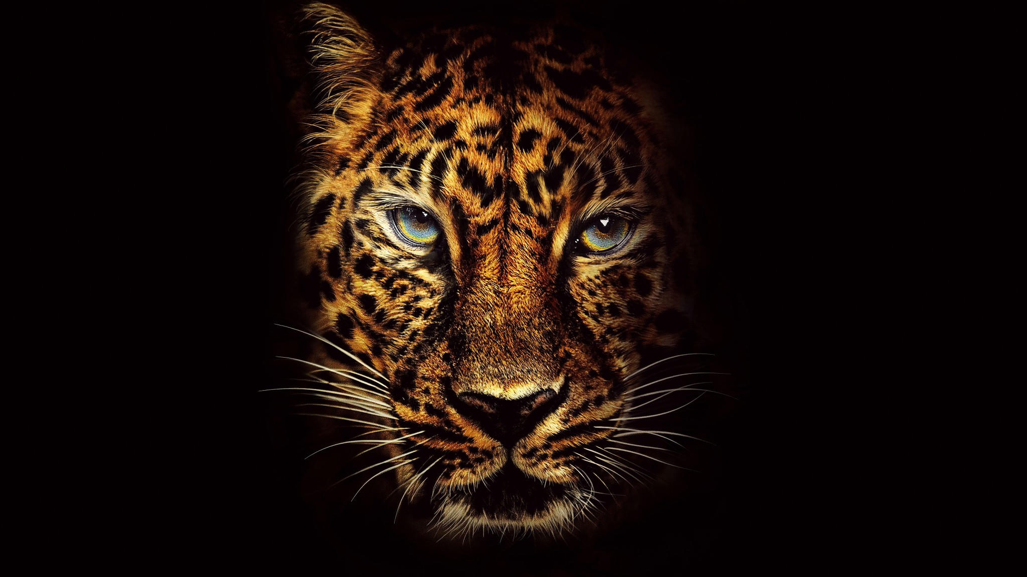 Leopard Eyes Dark 8K Wildlife Wallpaper