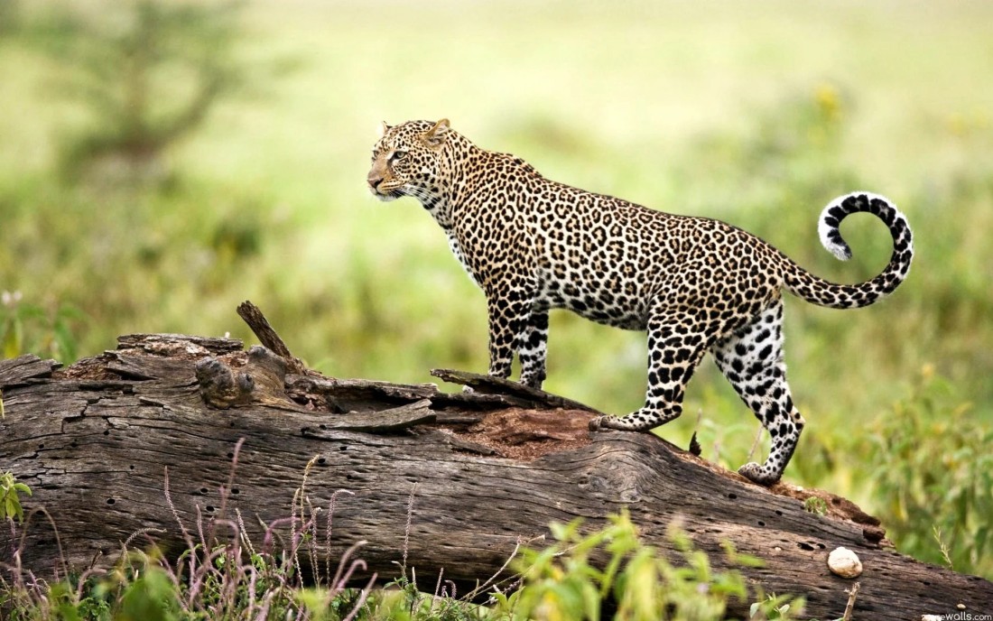 leopard-on-log-desktop-wallpaper-1920×1080