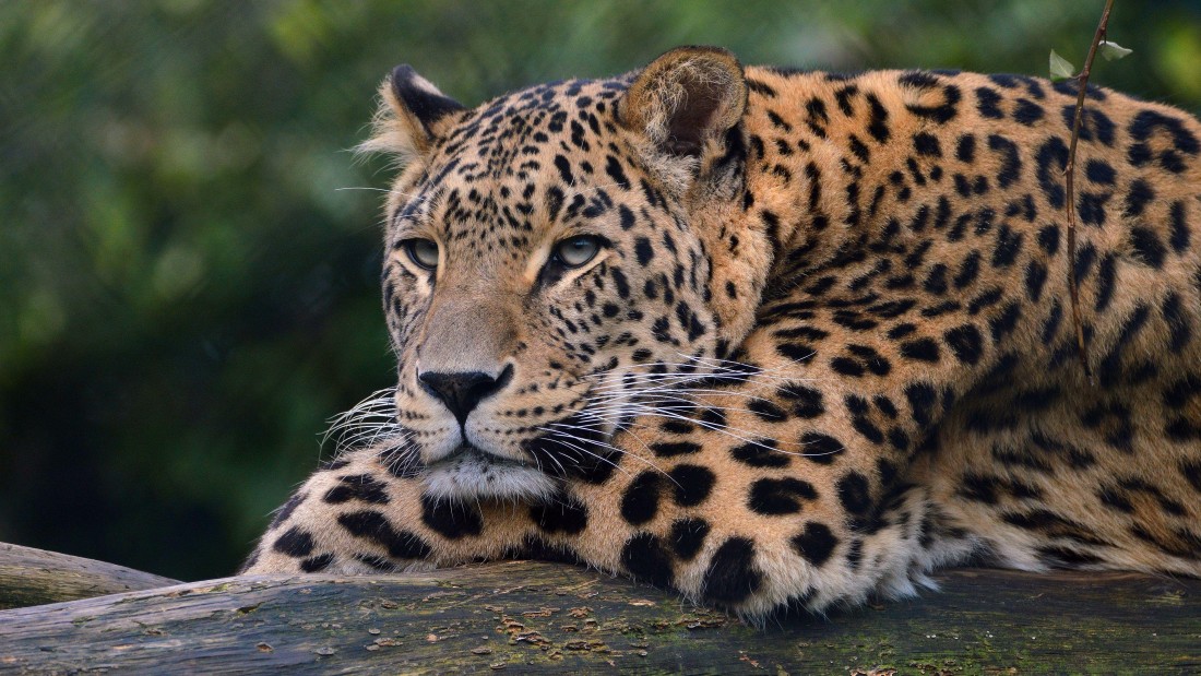 leopard-wildlife-close-up-4k-wallpaper-3840×2160